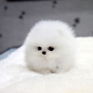 Meet your Posher, Blanca